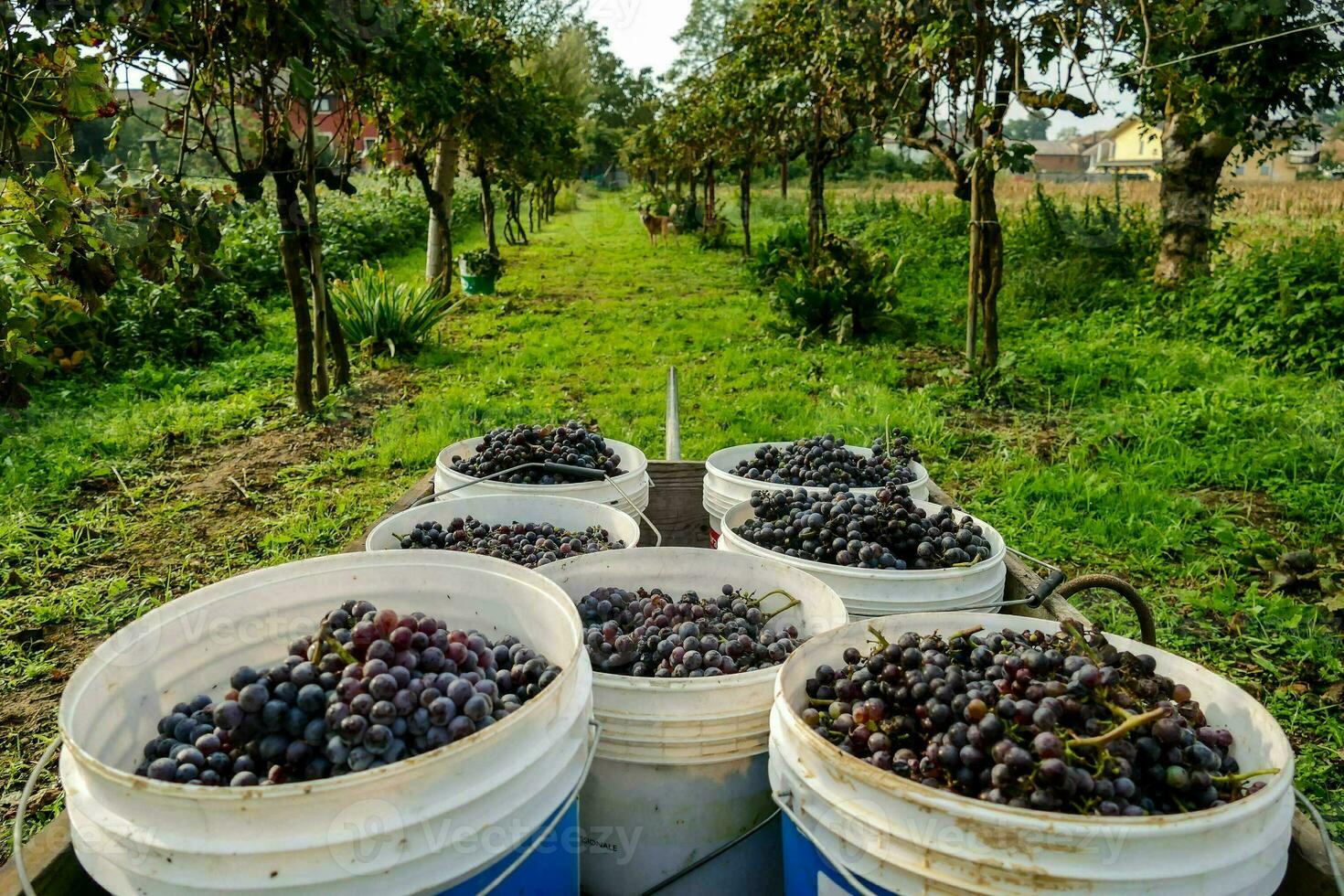 buckets of grapes are loaded into a truck photo