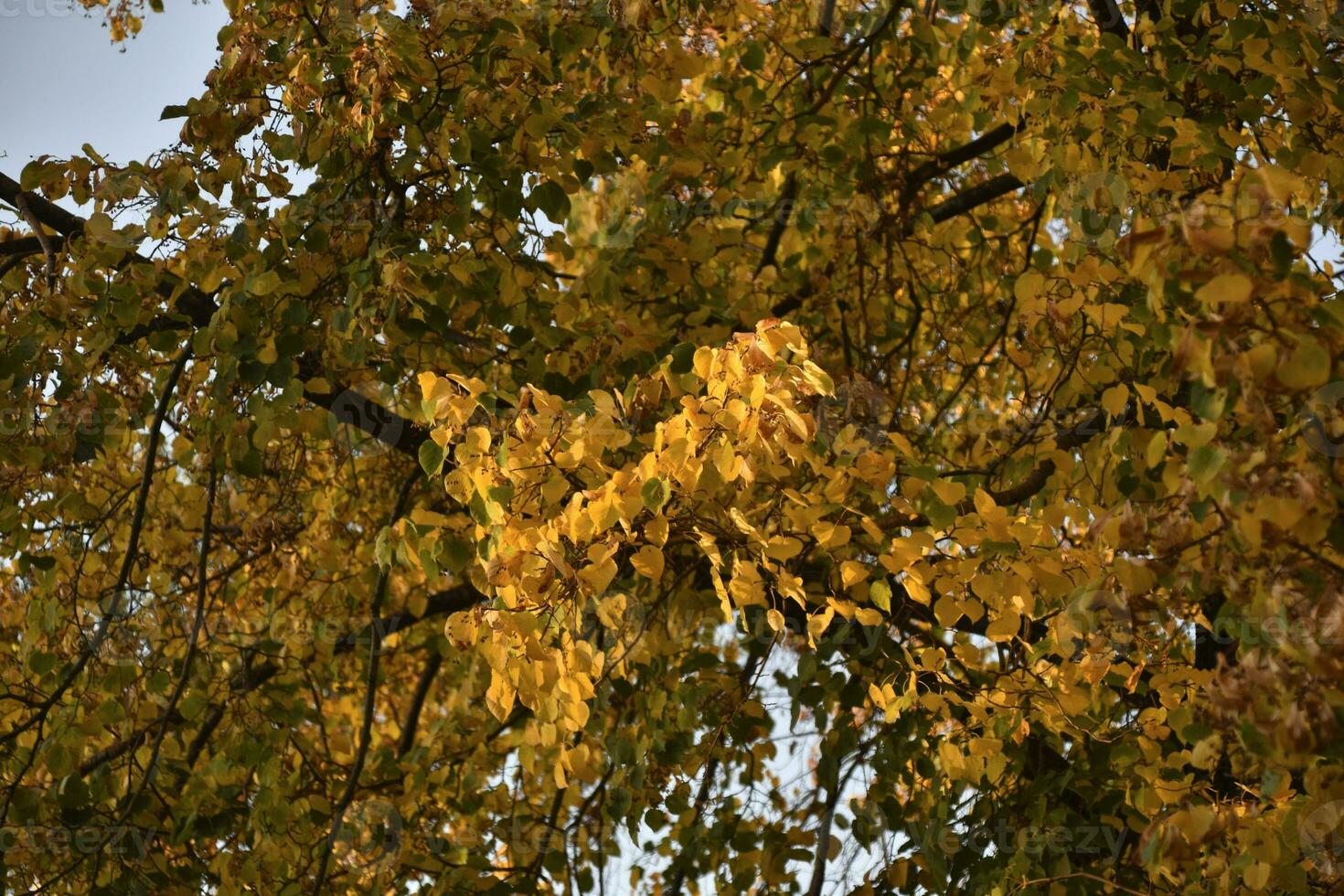 Yellow and red autumn leaves on trees on a sunny day. Beautiful leaves on autumn trees. photo