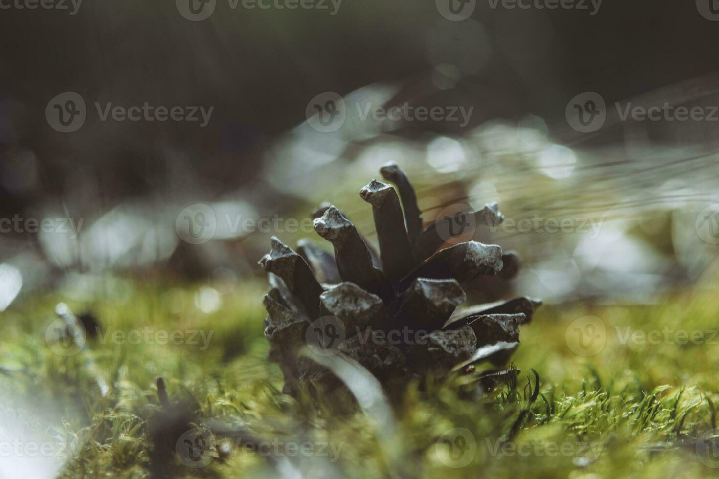 Closeup shot of pine cone in moss with selective focus and blurry background photo