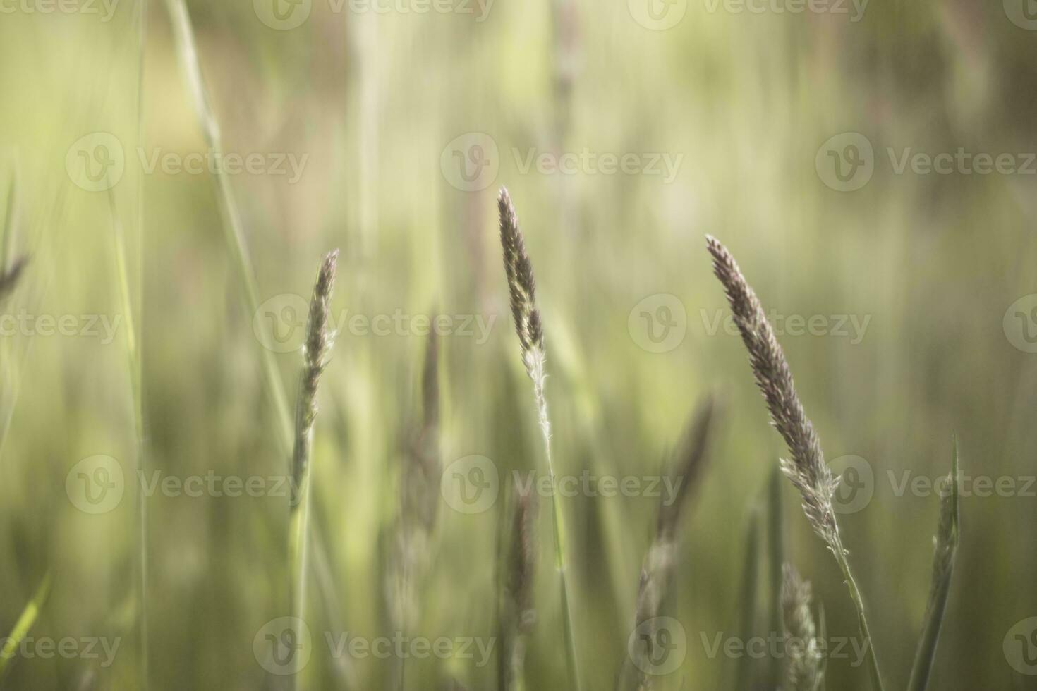 Dreamy and soft focus closeup shot of grass and seeds photo