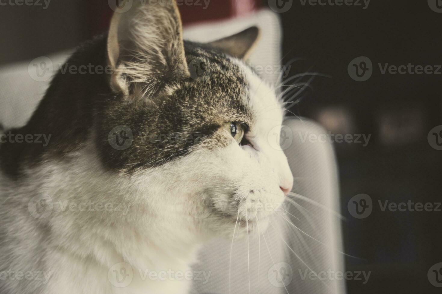 Curious house cat fixated on something that's got it's attention photo
