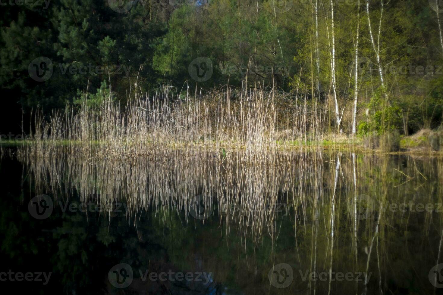 Reed field with reflection in a pond in a forest. photo