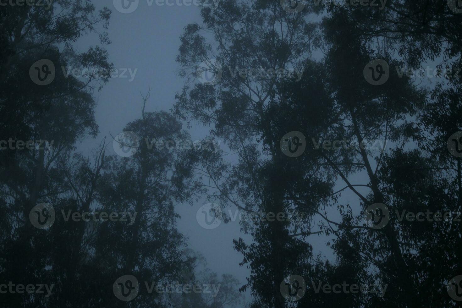 Dark and moody abstract shot of a forest and trees during early morning blue hour photo