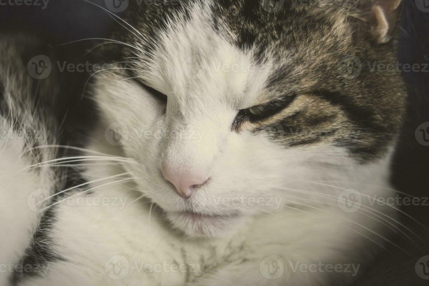Close-up shot of content domestic cat resting photo