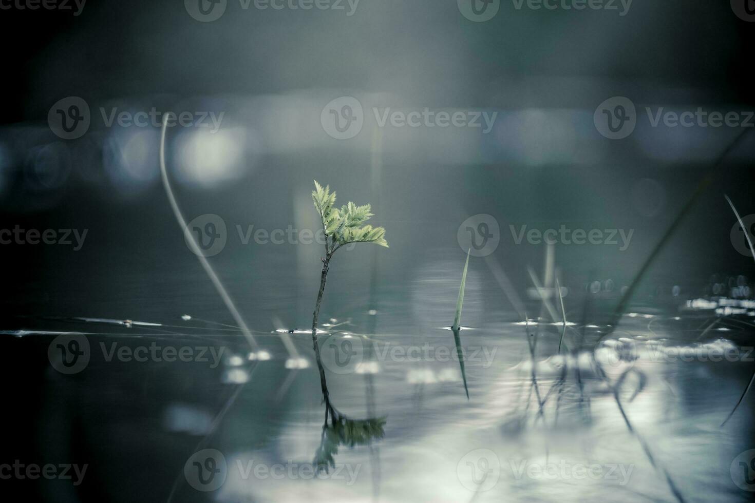 Calm and serene nature close-up shot of plants growing through the water of a flooded forest photo