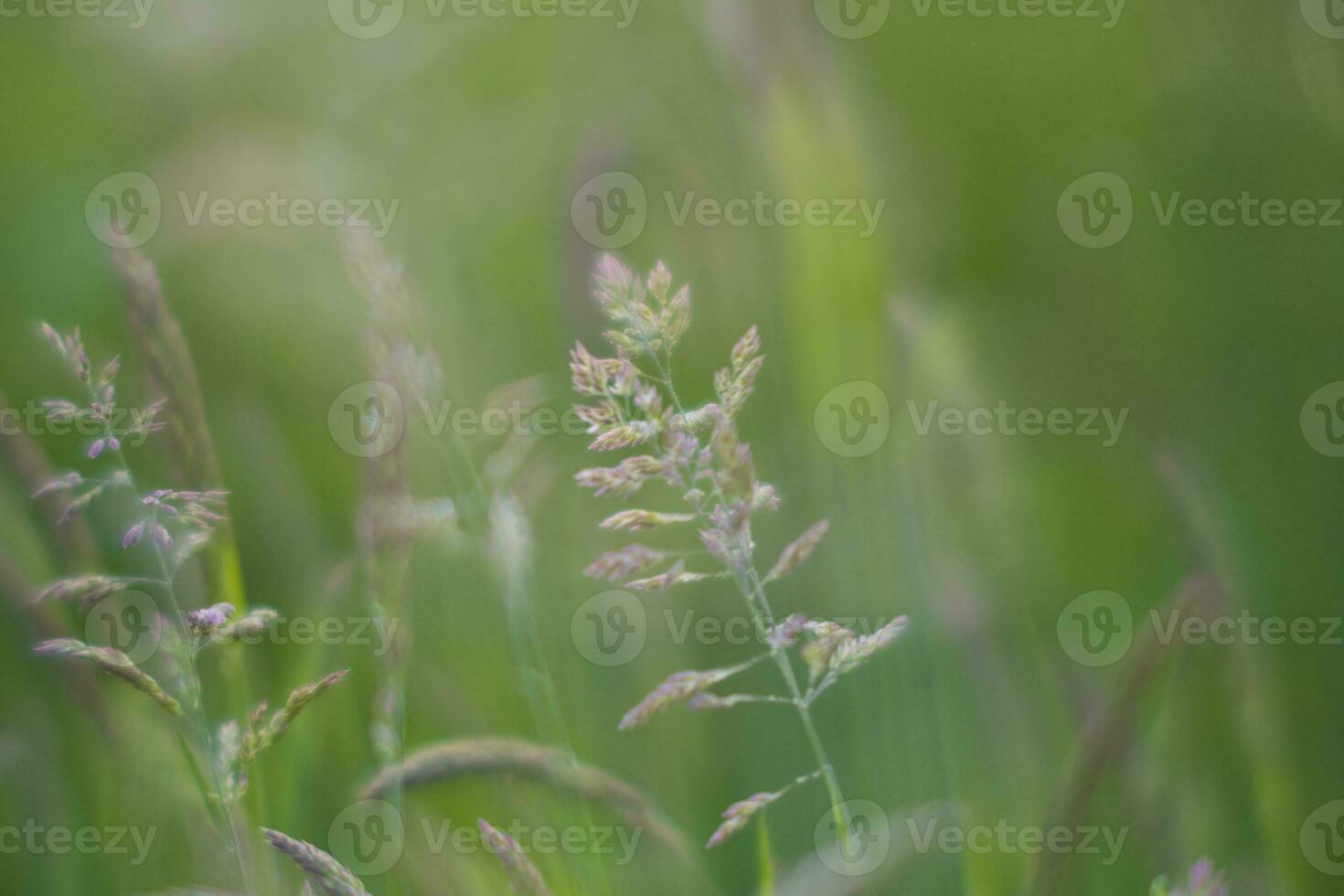 Dreamy and soft focus closeup shot of grass and seeds photo