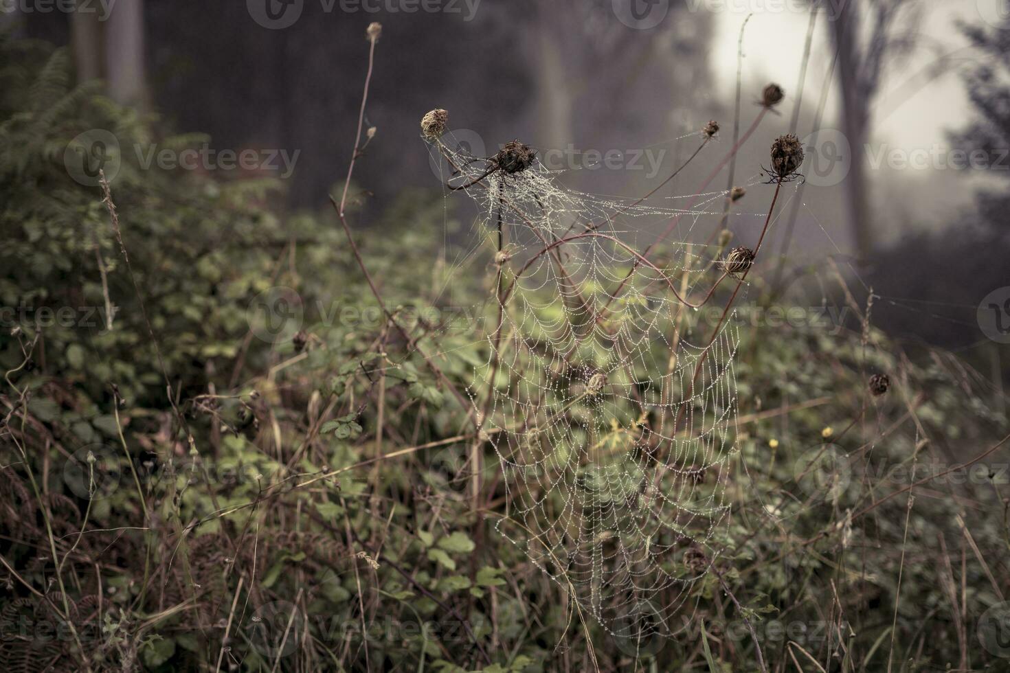Spider web with dew drops early morning in the forest photo