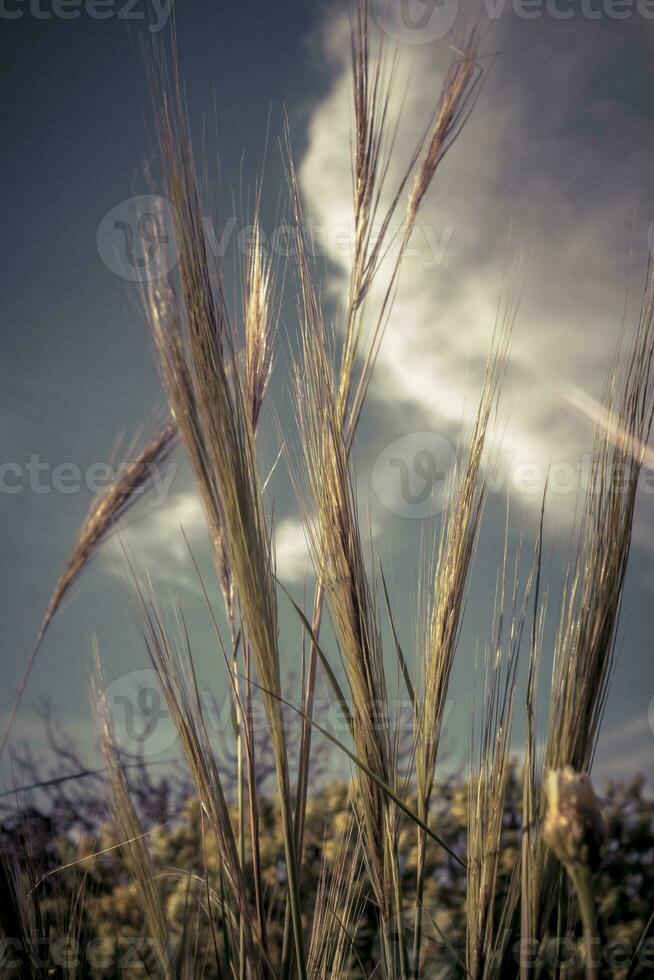 Vertical closeup nature shot of needle grass against blue sky with muted colors. photo