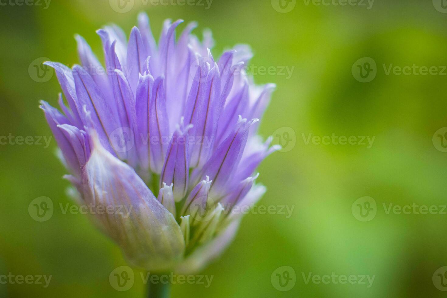 Side view on flowering chive photo
