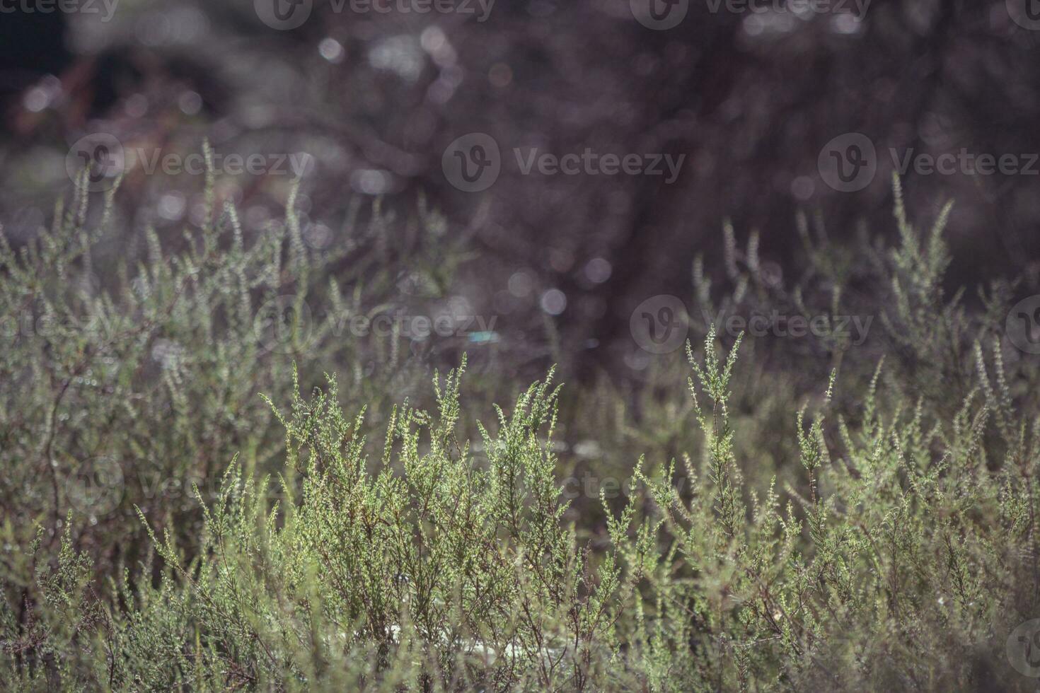 A detailed and artistic photograph of a heath landscape photo