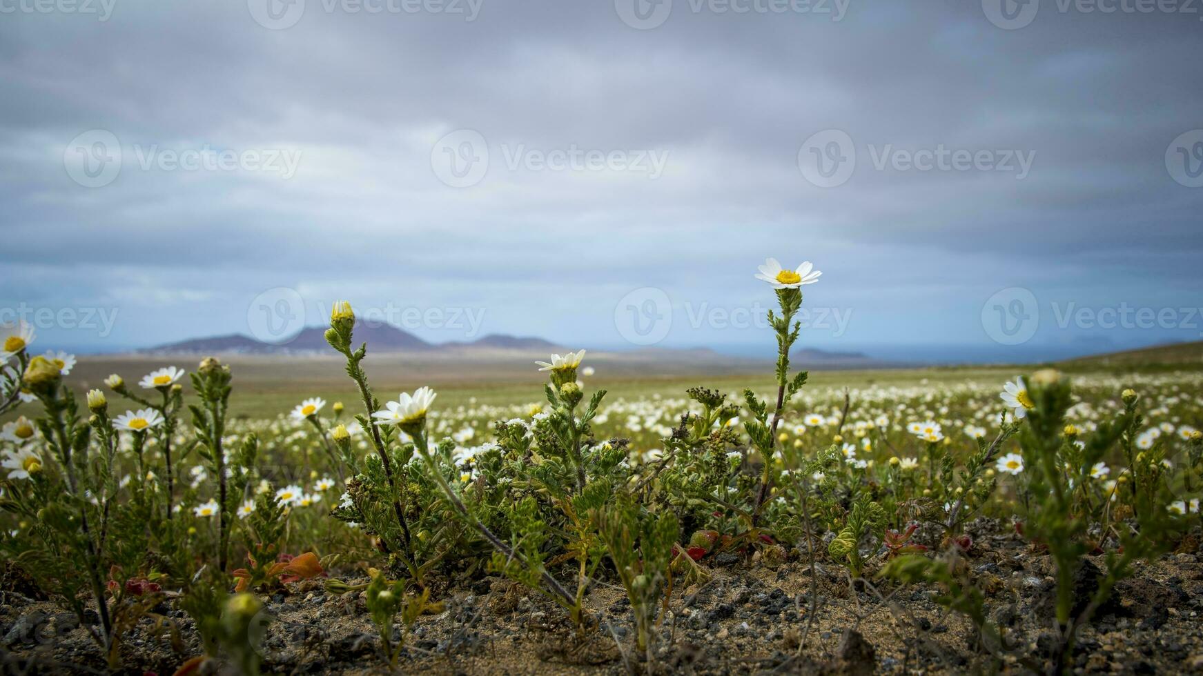 Springtime in Lanzarote, view on daisy flower field on the canary island photo