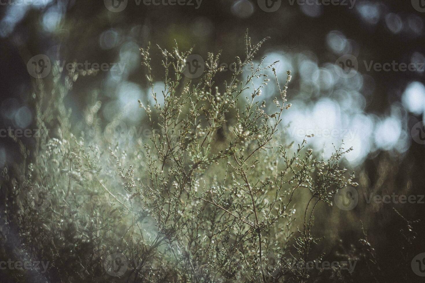 Dreamy nature closeup shot of heath with blurry background bokeh photo