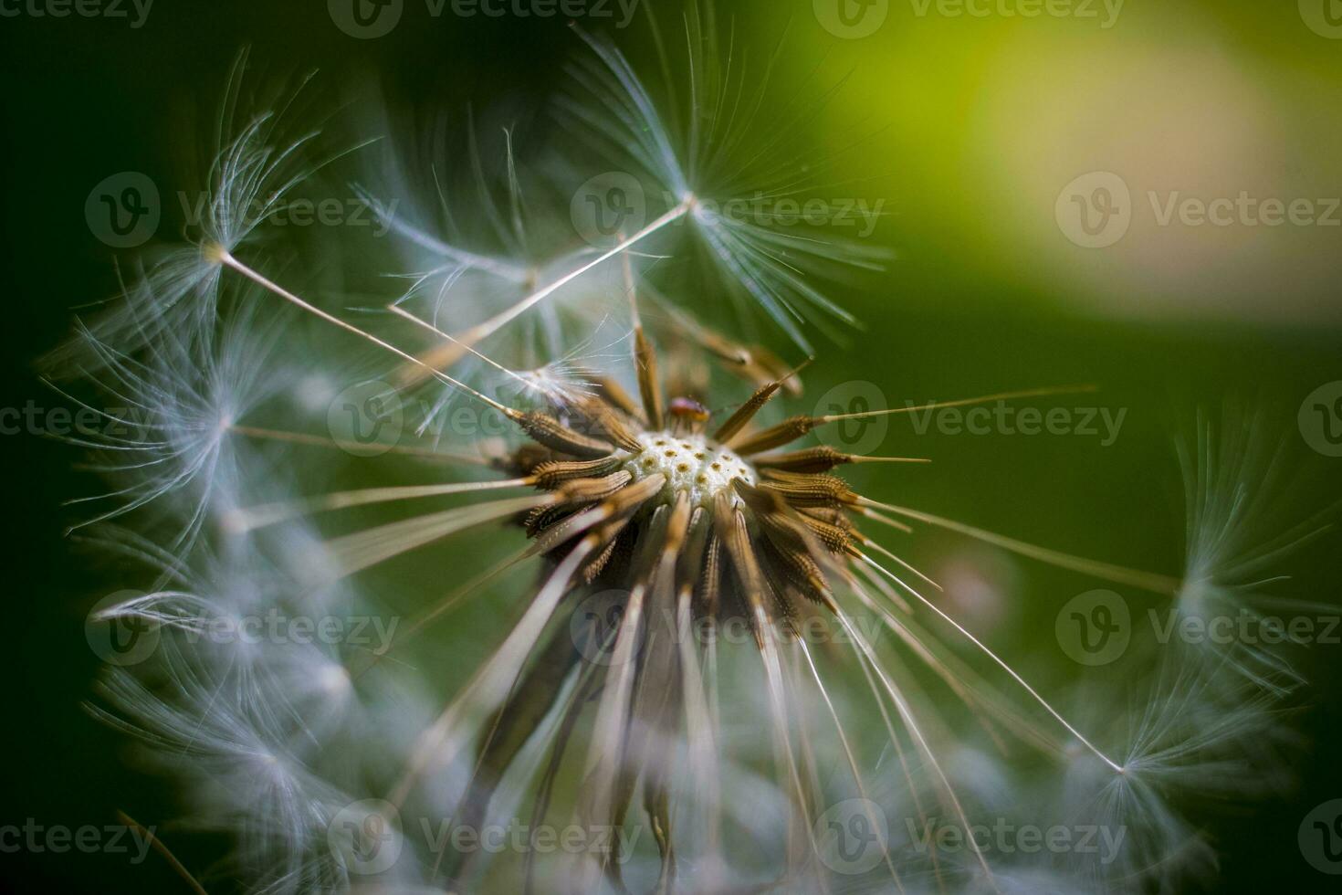 Closeup macro shot of dandelion seed head with selective focus photo