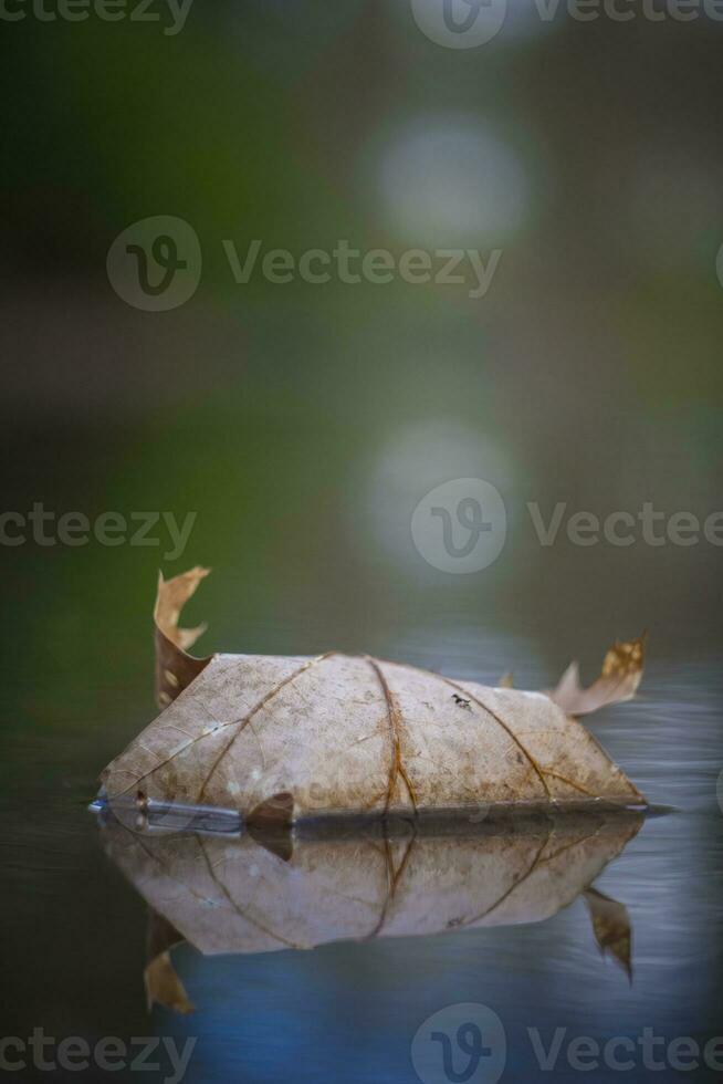 Vertical closeup shot of Autumn leaf in quiet water with reflections and blurry background. photo