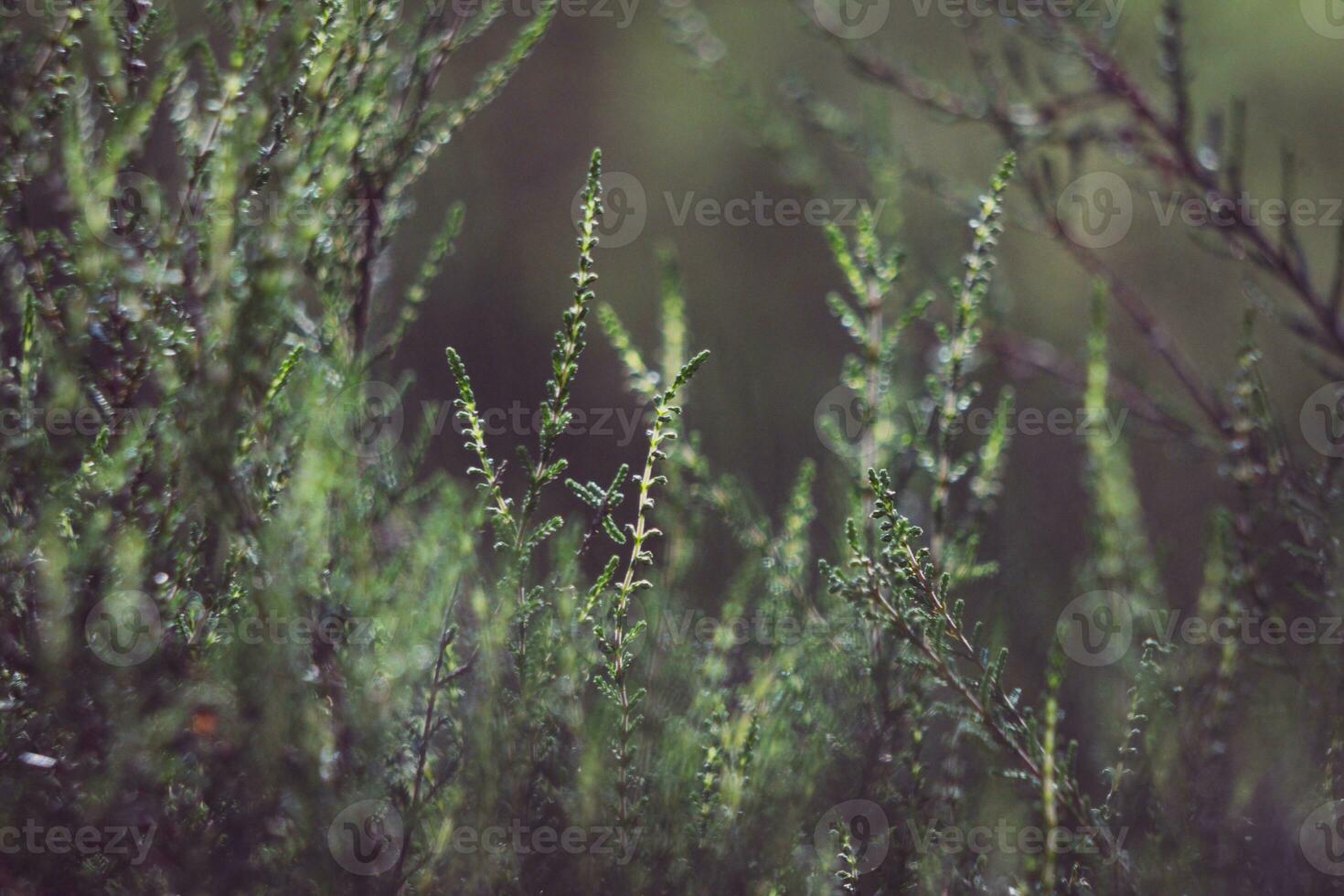 A detailed and artistic photograph of a heath landscape photo