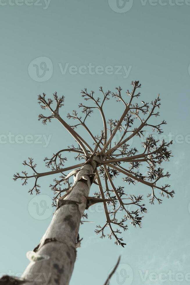 Vertical muted cinematic color shot of Agave salmiana floral stem in silhouette. photo