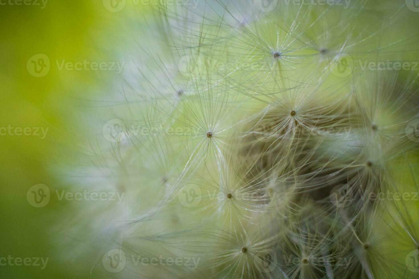 Closeup macro shot of dandelion seed head with selective focus photo