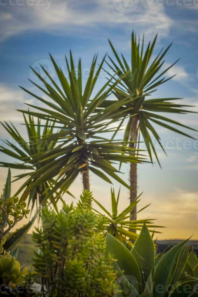Vertical shot of tropical palm trees and plants during sunset photo