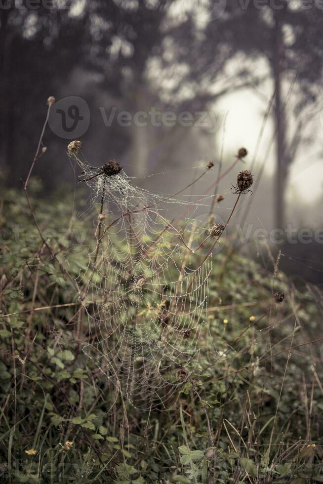 Spider web with dew drops early morning in the forest photo