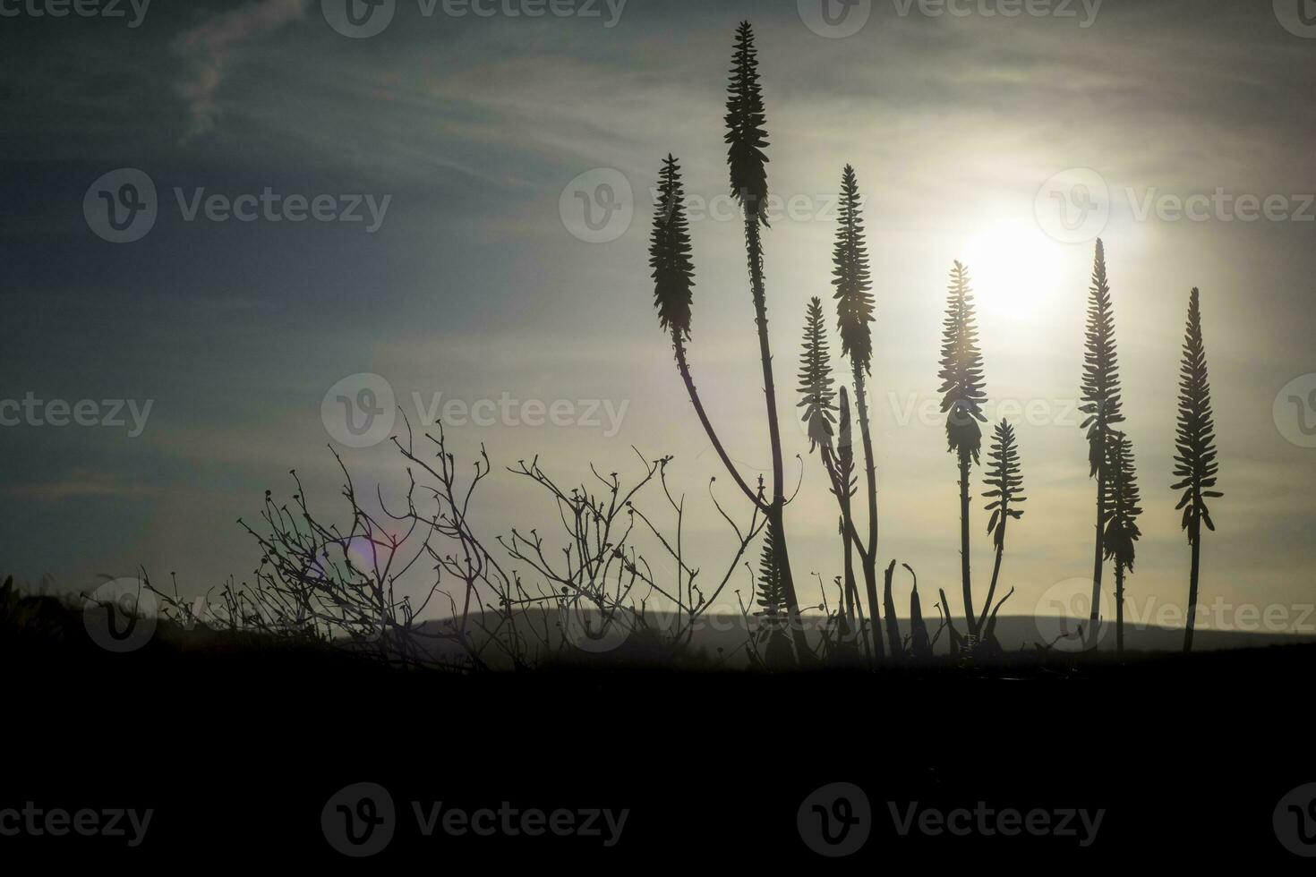 Cinamatic shot of flowering agave plant during sunset displaying tranquility. photo