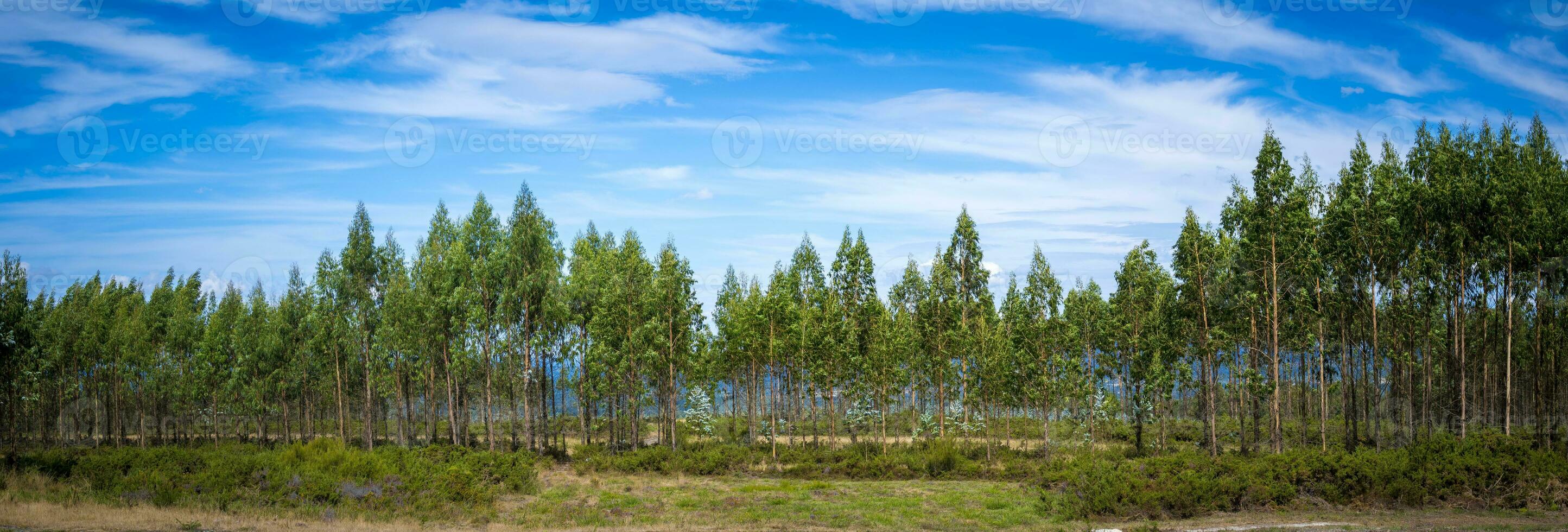 Panorama shot of heath field an forest landscape in Galicia, near Friol. photo