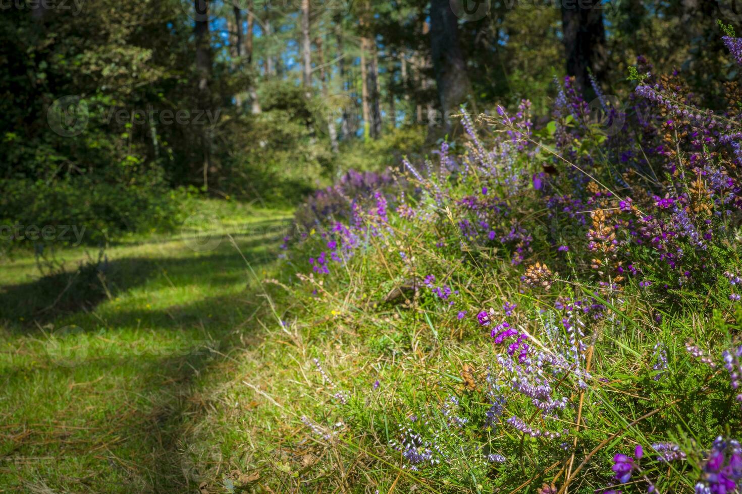 View on a forest in Terras do Mino Biosphere Reserve, Spain where galician horses live in the wild photo