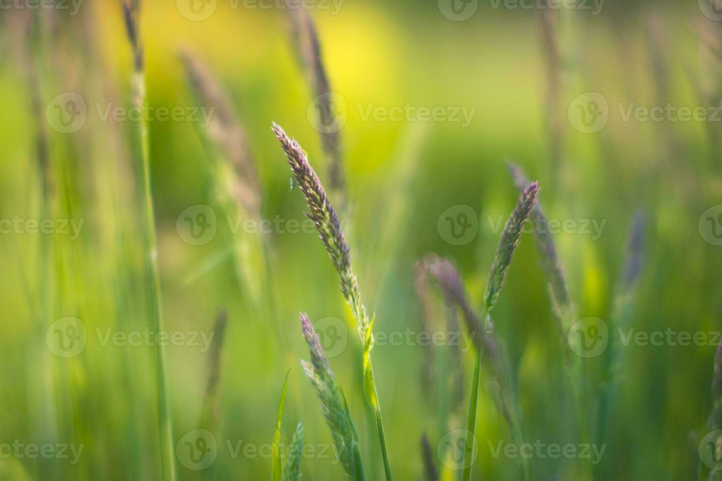 Dreamy and soft focus closeup shot of grass and seeds photo