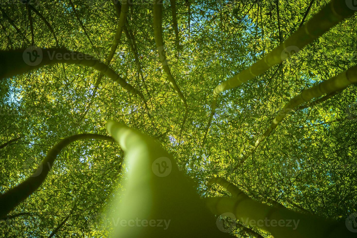 Low angle view in a bamboo forest photo