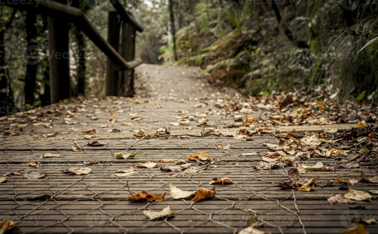 Autumn birch leafs on a wooden walkway in a forest of Galicia, Spain photo