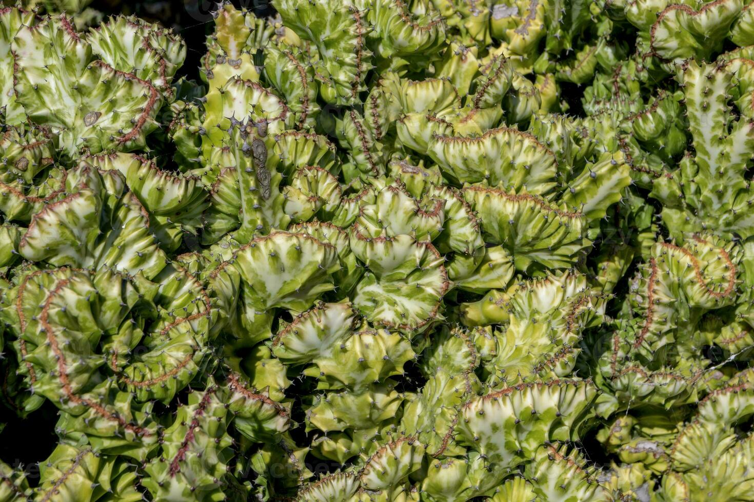 Detail en close-up on euphorbia lactea cristata photo