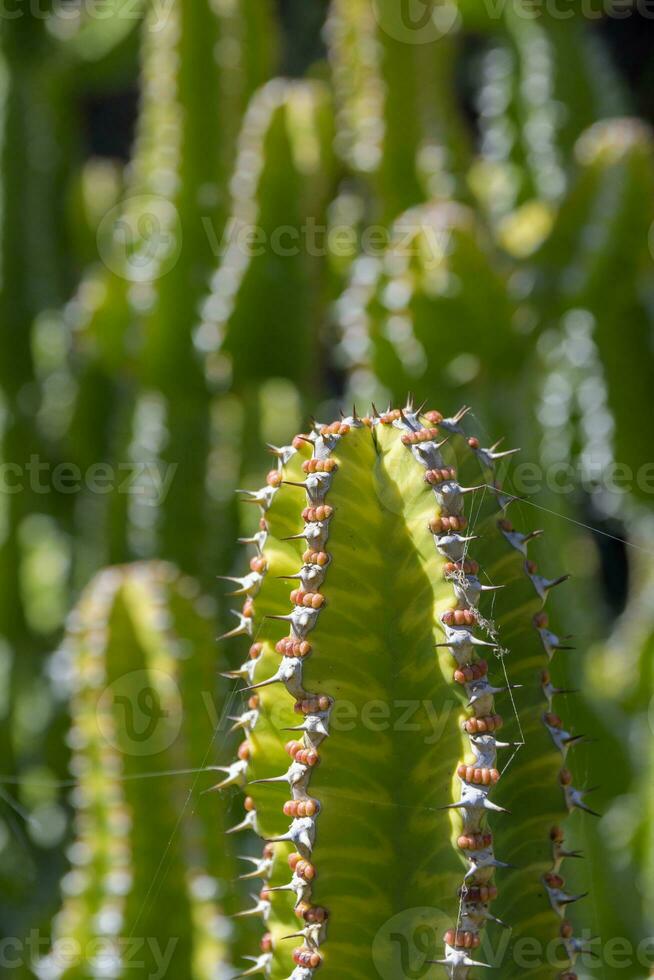 View on the needles and spikes of plant Euphorbia Echinus photo