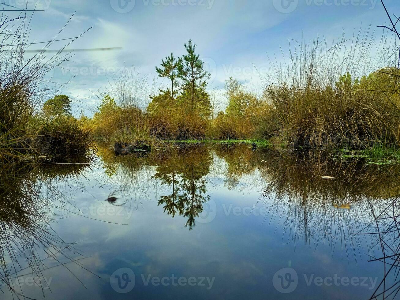 View on the fens of Kampina nature reserve near Oisterwijk in the Netherlands photo