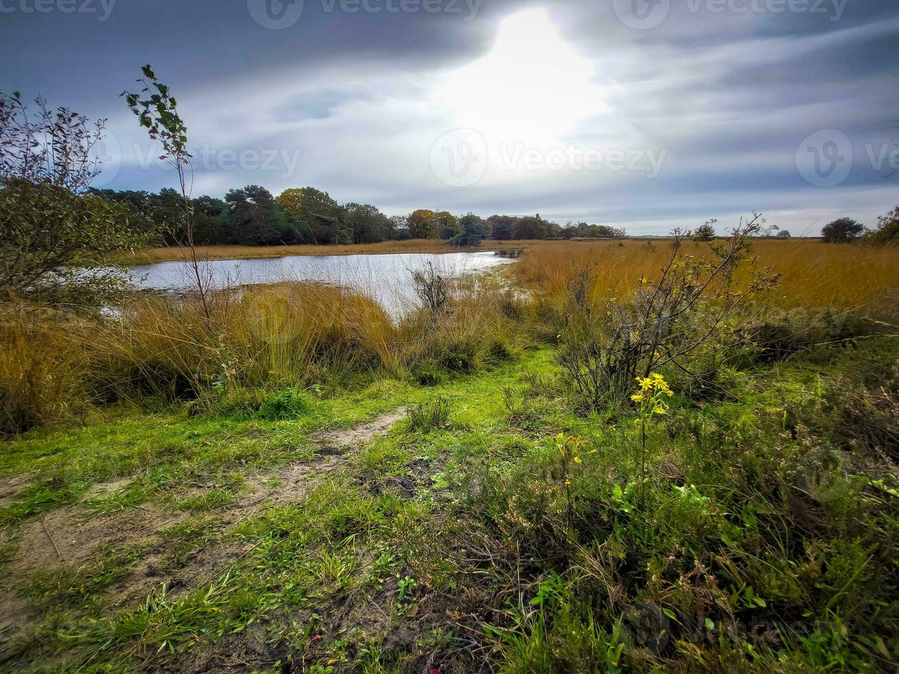 View on Zandbergsvennen in Kampina nature reserve near Oisterwijk, Netherlands photo