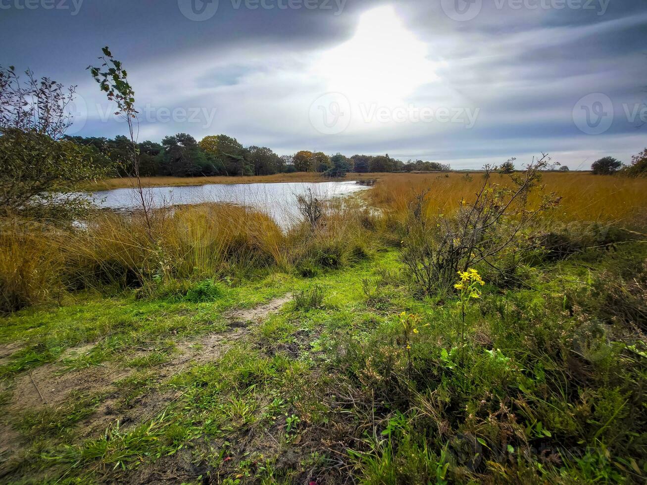 ver en zandbergsvennen en kampina naturaleza reserva cerca oisterwijk, Países Bajos foto