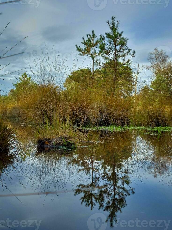 View on the fens of Kampina nature reserve near Oisterwijk in the Netherlands photo