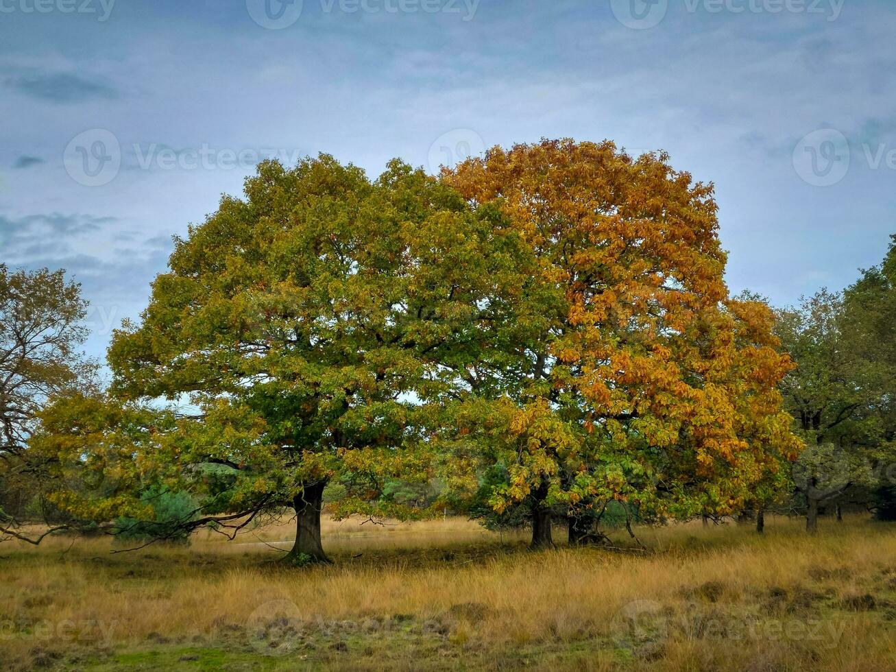 Autumn colors in Kampina nature reserve near Oisterwijk, Netherlands photo