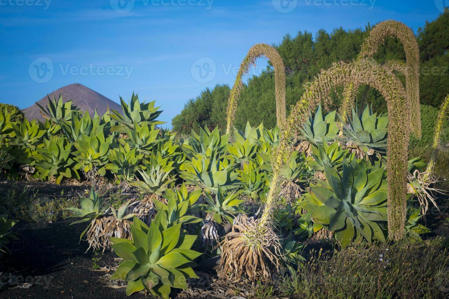 Field with Foxtail Agave plants with flowers creating an arch photo