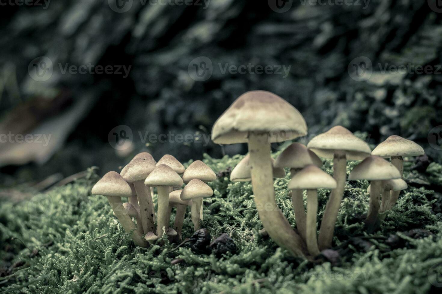 Hypholoma fasciculare, also known as the sulphur tuft or clustered woodlover, is a common woodland mushroom. photo