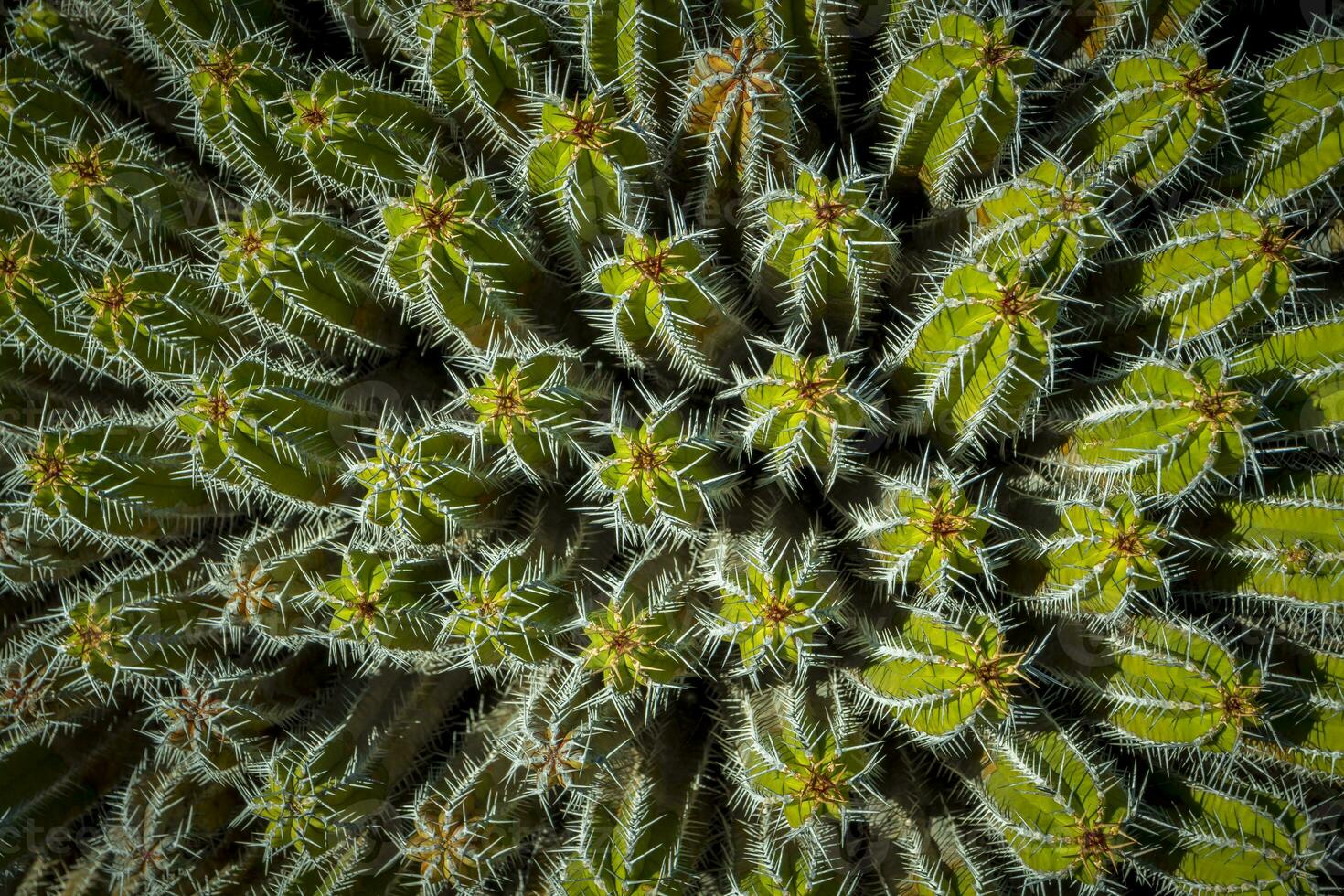 Directly above shot and view on the needles and spikes of plant Euphorbia Echinus photo