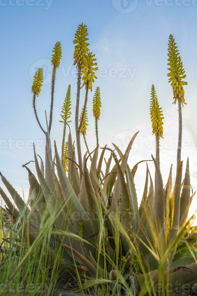 vertical bajo ángulo campo Disparo de amarillo áloe vera flores en primavera foto