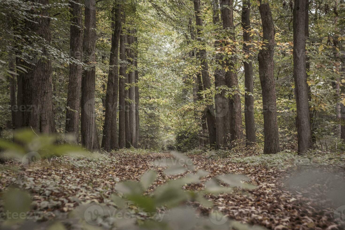 arbolado y otoño de colores avenida en mastenbos bosque en capilla, Bélgica foto