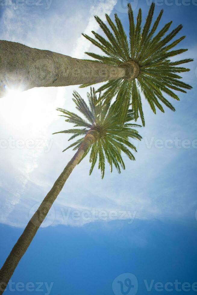 Low angle view on palm trees in a tropical travel destination photo