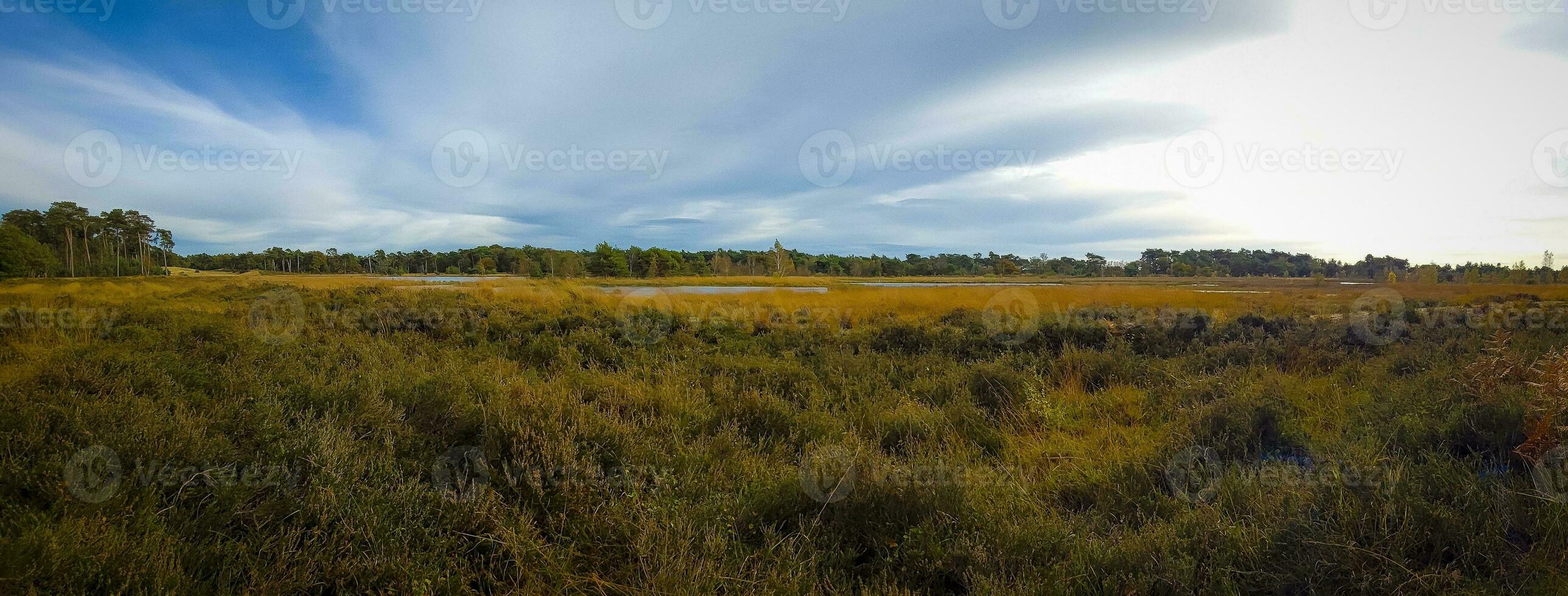 Panorama view on the nature of Kampina reserve near Oisterwijk in the Netherlands. photo