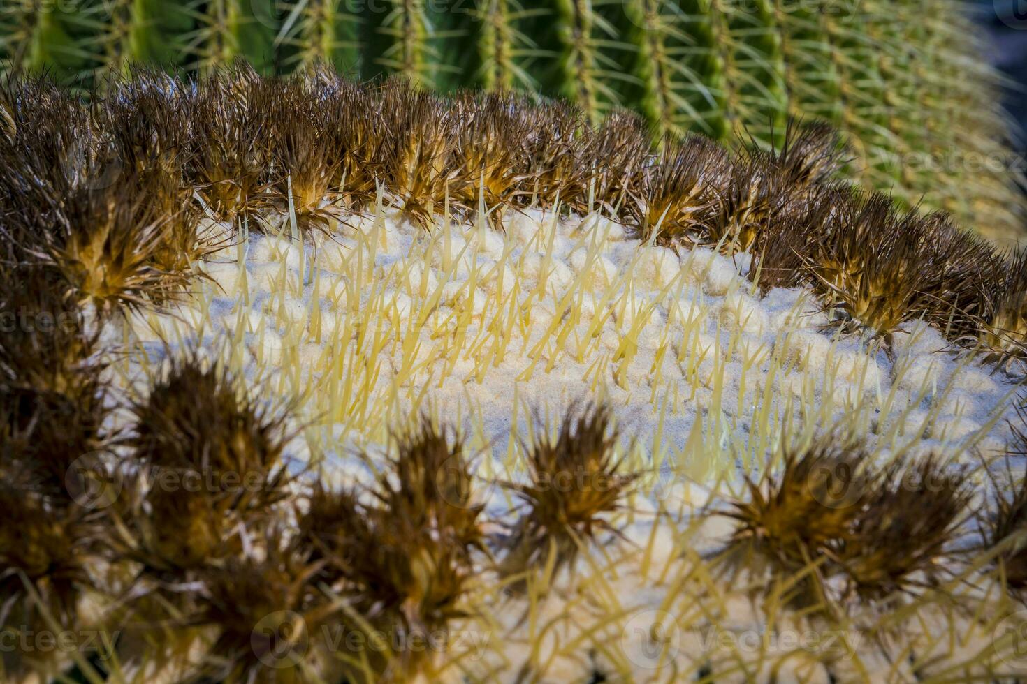 Close-up and macro shot of the Inflorescence of a Echinocactus platyacanthus or Giant Barrel cactus photo