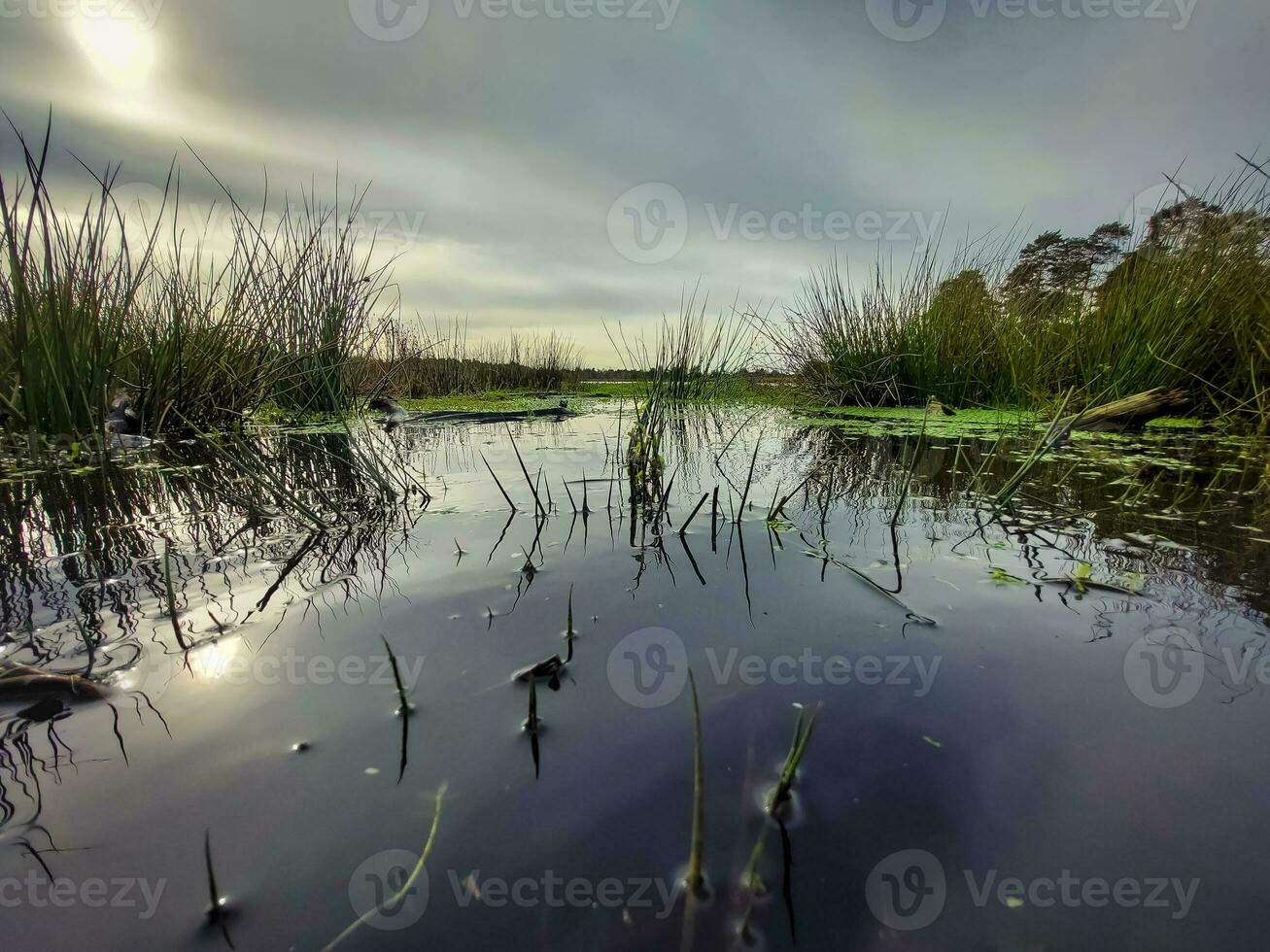 View on Kogelvangersven in Kampina nature reserve near Oisterwijk, Netherlands photo