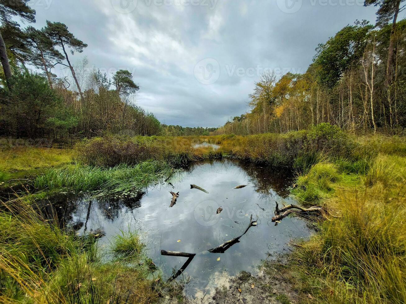 View on the nature of Kampina reserve near Oisterwijk in the Netherlands. photo