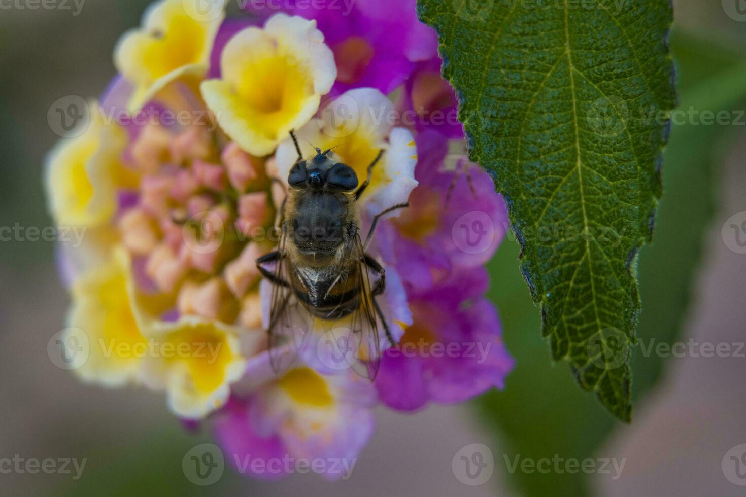 Bee eating nectar on a vivid and colorful close-up of a lantana camara ornamental flower in the garden photo