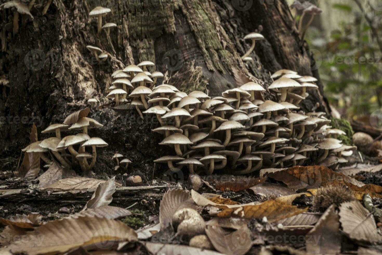 Group of sulphur tuft mushrooms growing against a tree trunk in the forest during autumn photo