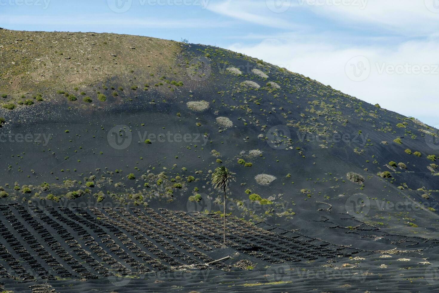 Landscape of a vineyard against a volcano on Lanzarote, Canary Islands, Spain photo