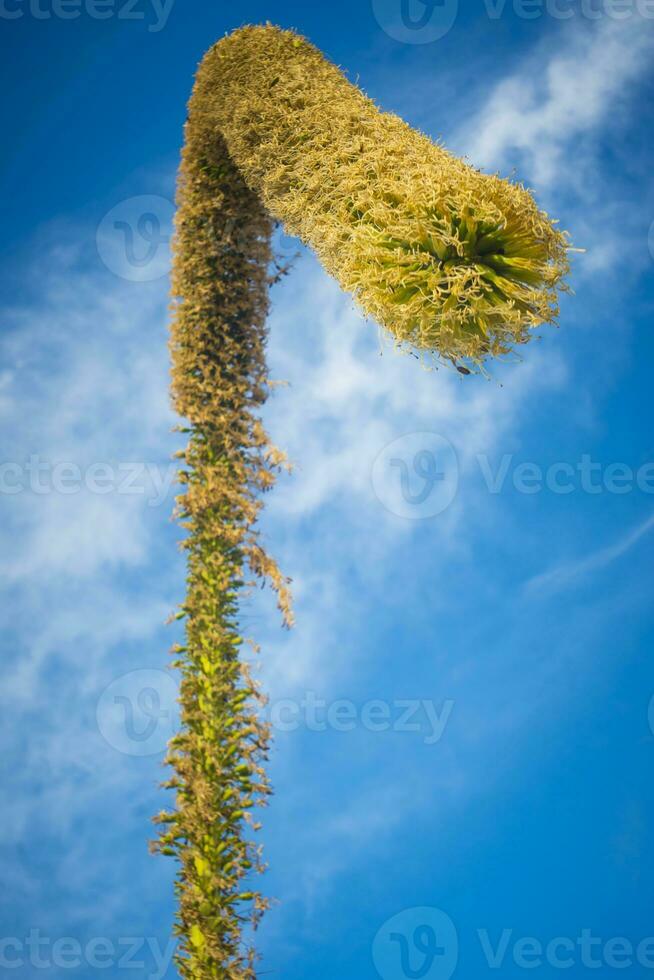 View on a foxtail agave flower, or latin name Agave attenuata. Also called lion's tale or swan's neck agave photo